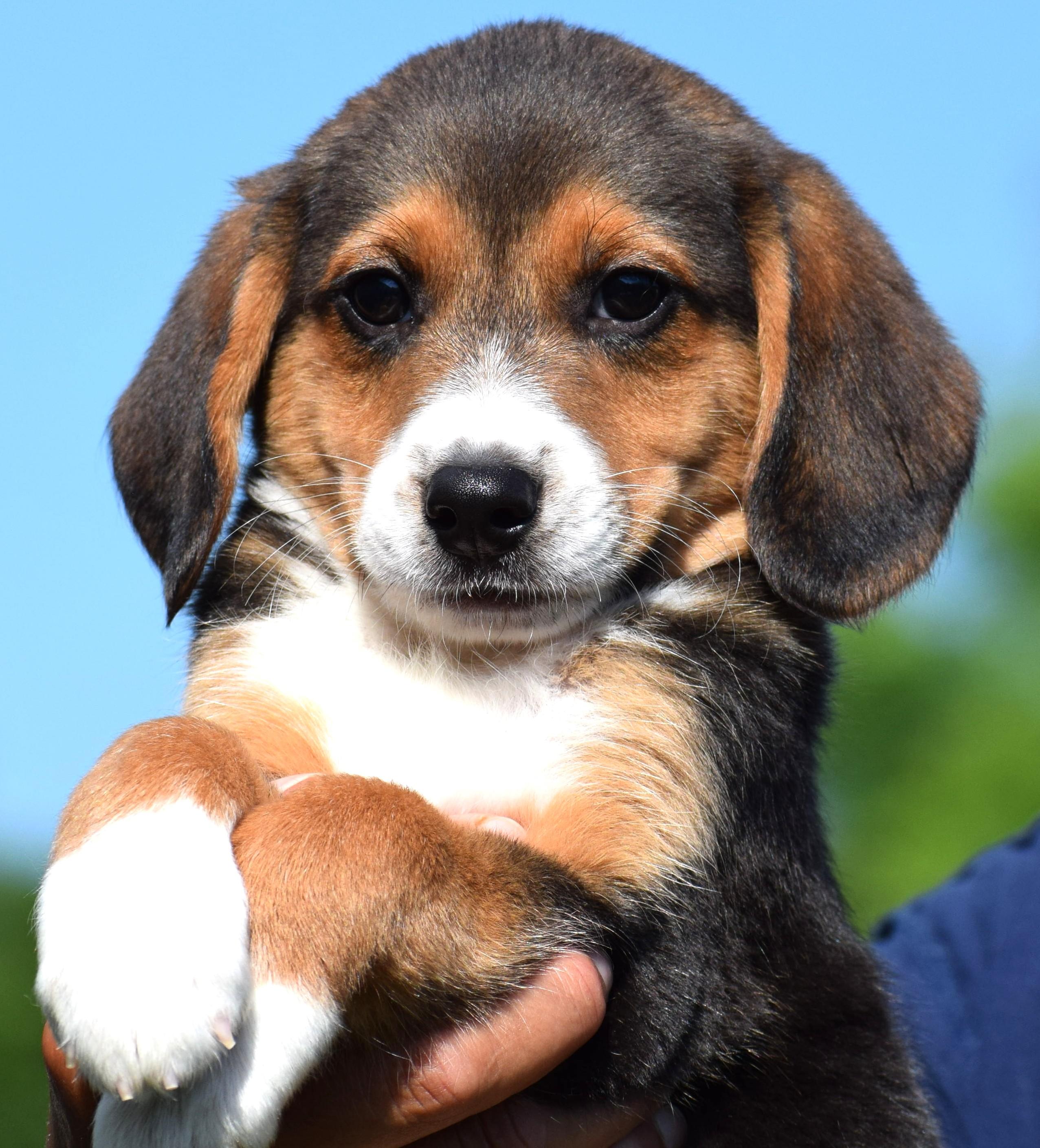 Enlarge Byron-Available www.lhar.dog to apply, an adoptable mixed breed in Frederick, MD image 6/6