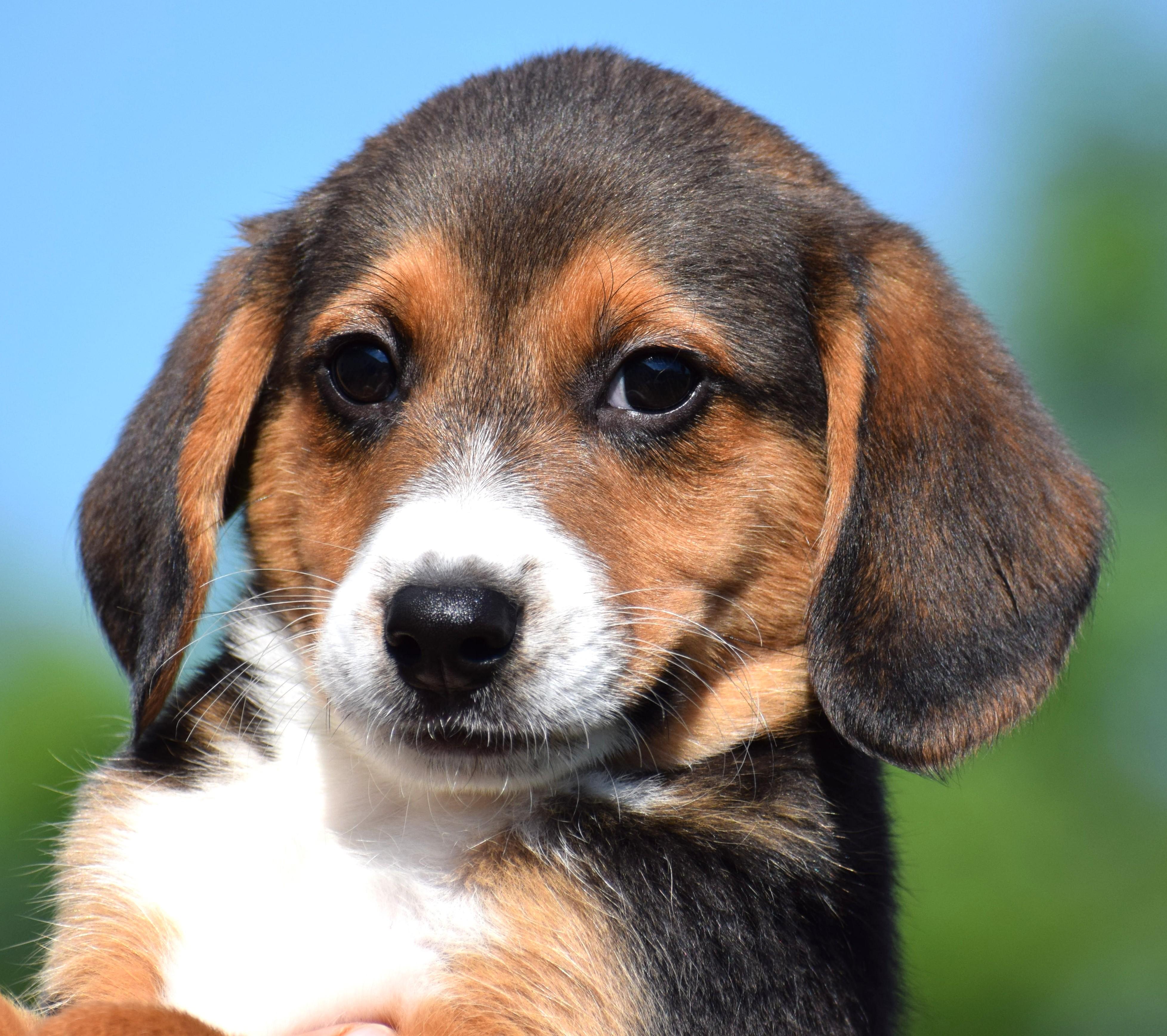 Byron-Available www.lhar.dog to apply, adoptable, Puppy Male Beagle.
