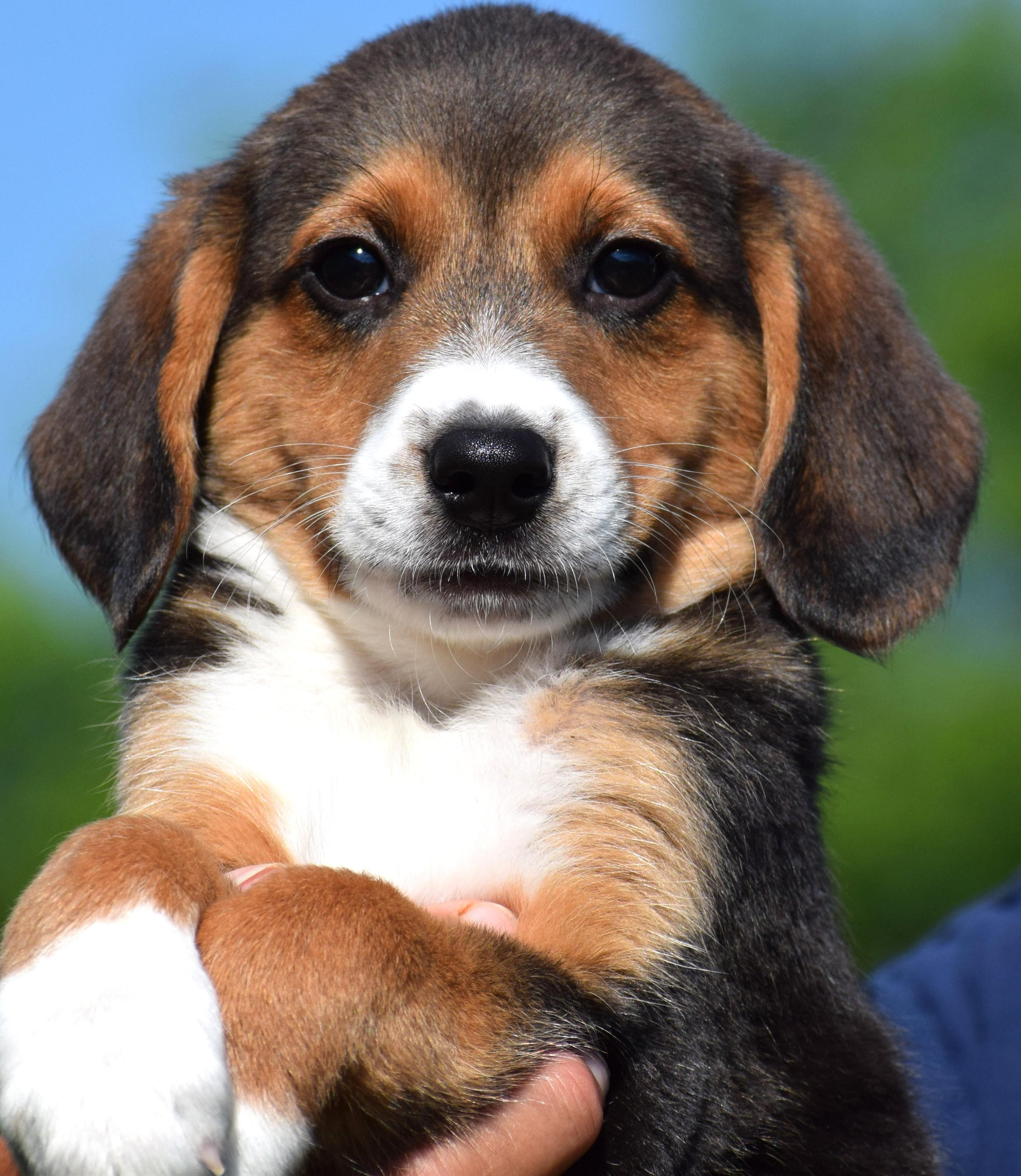 Enlarge Byron-Available www.lhar.dog to apply, an adoptable mixed breed in Frederick, MD image 5/6