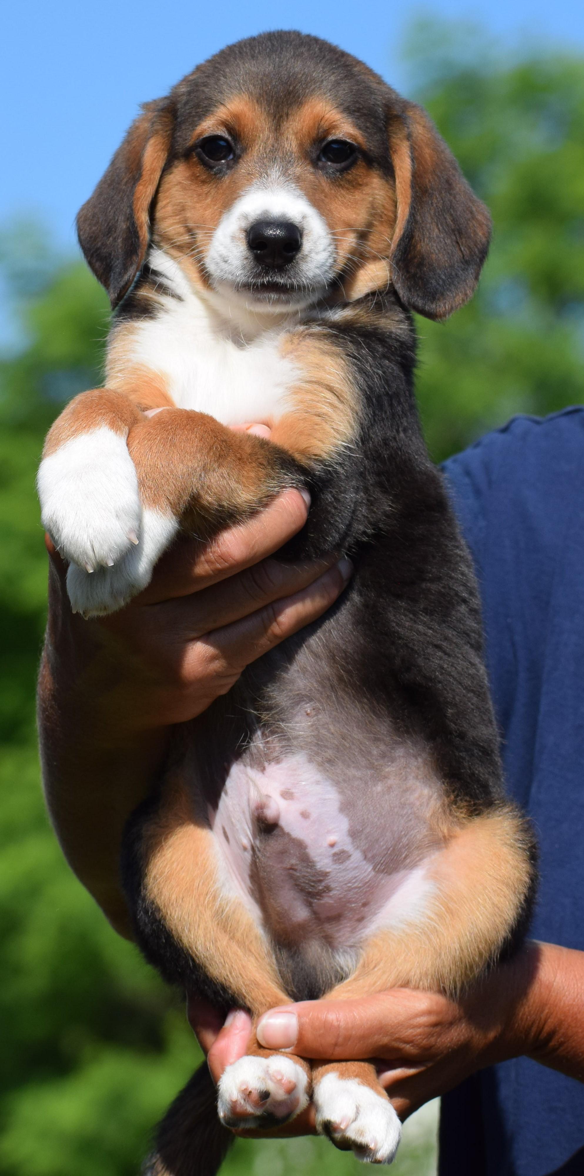 Enlarge Byron-Available www.lhar.dog to apply, an adoptable mixed breed in Frederick, MD image 3/6
