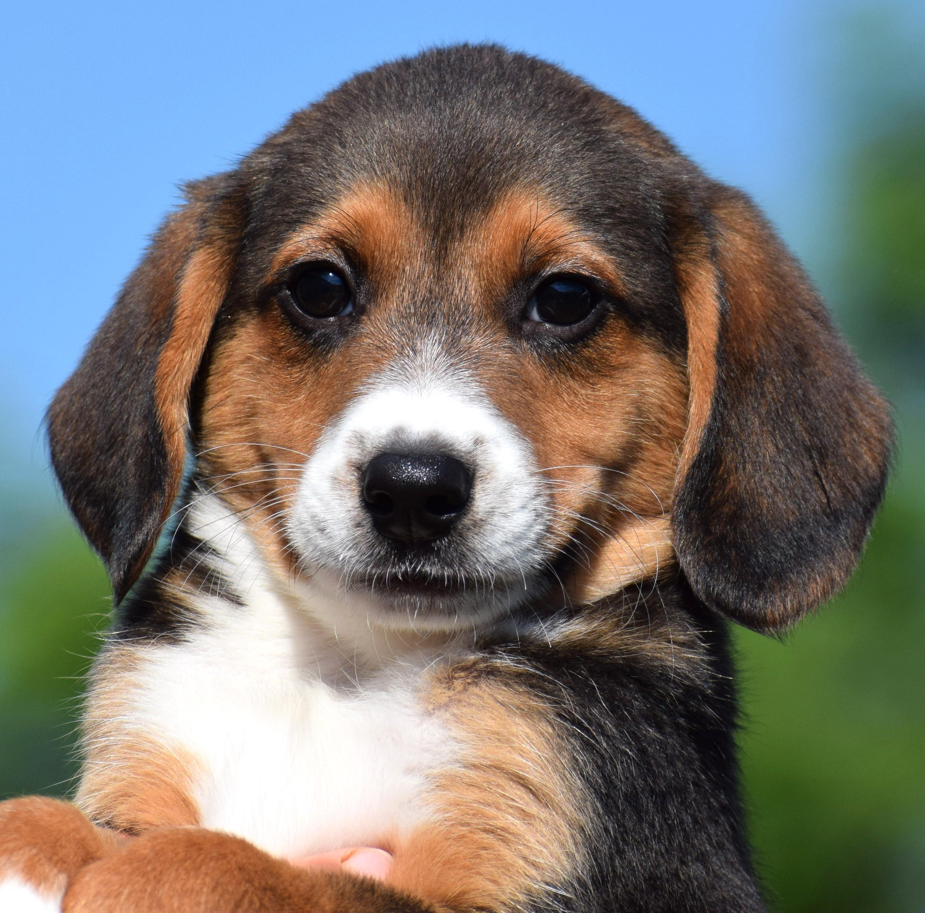 Enlarge Byron-Available www.lhar.dog to apply, an adoptable mixed breed in Frederick, MD image 2/6
