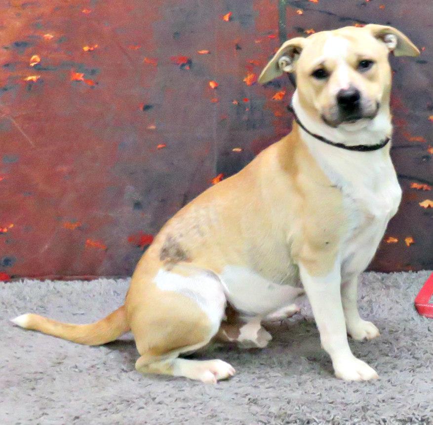 Enlarge Rees, a Adoptable Pit Bull Terrier in Lexington, VA image 2/4