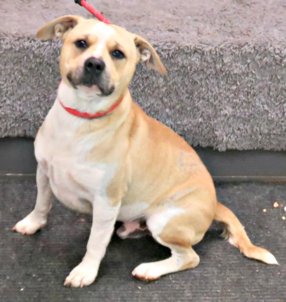 Enlarge Rees, a Adoptable Pit Bull Terrier in Lexington, VA image 4/4