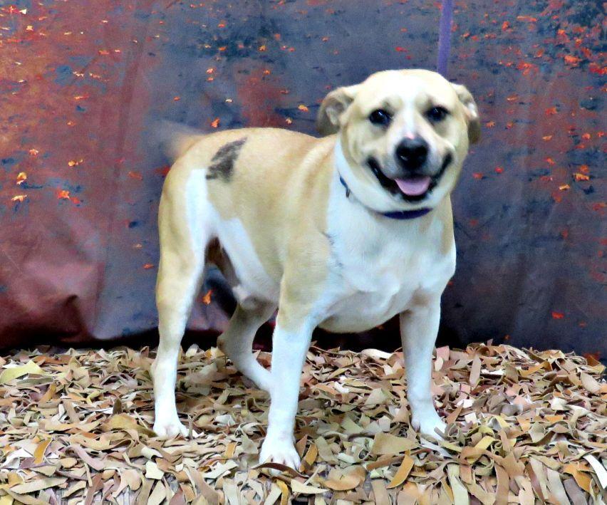 Enlarge Rees, a Adoptable Pit Bull Terrier in Lexington, VA image 2/4