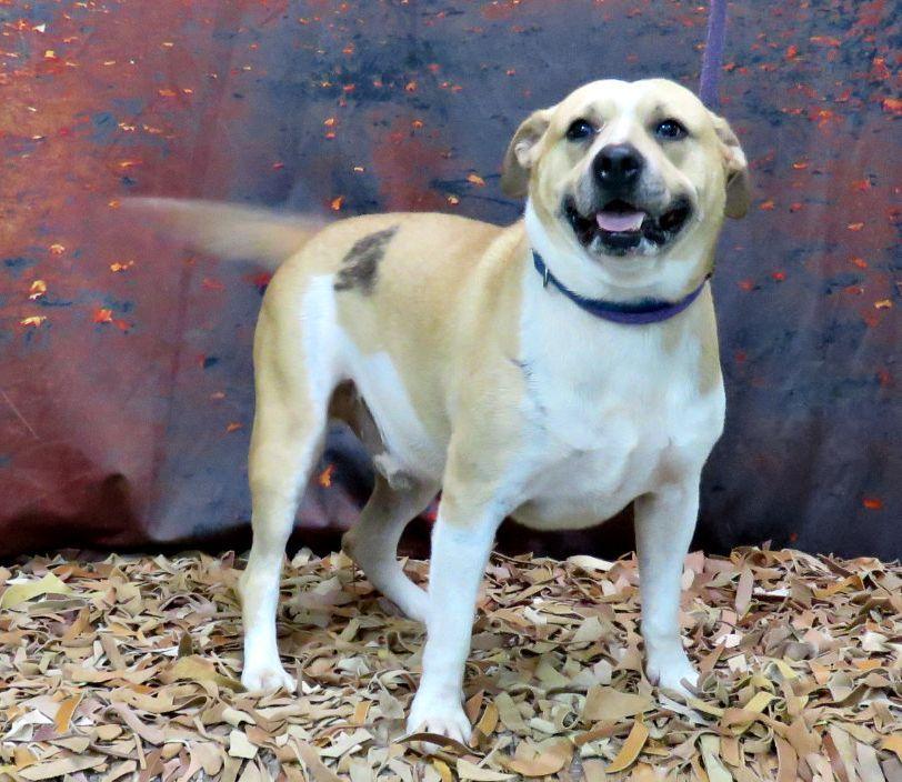Enlarge Rees, a Adoptable Pit Bull Terrier in Lexington, VA image 3/4