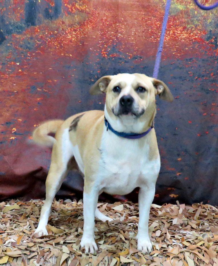 Enlarge Rees, a Adoptable Pit Bull Terrier in Lexington, VA image 4/4