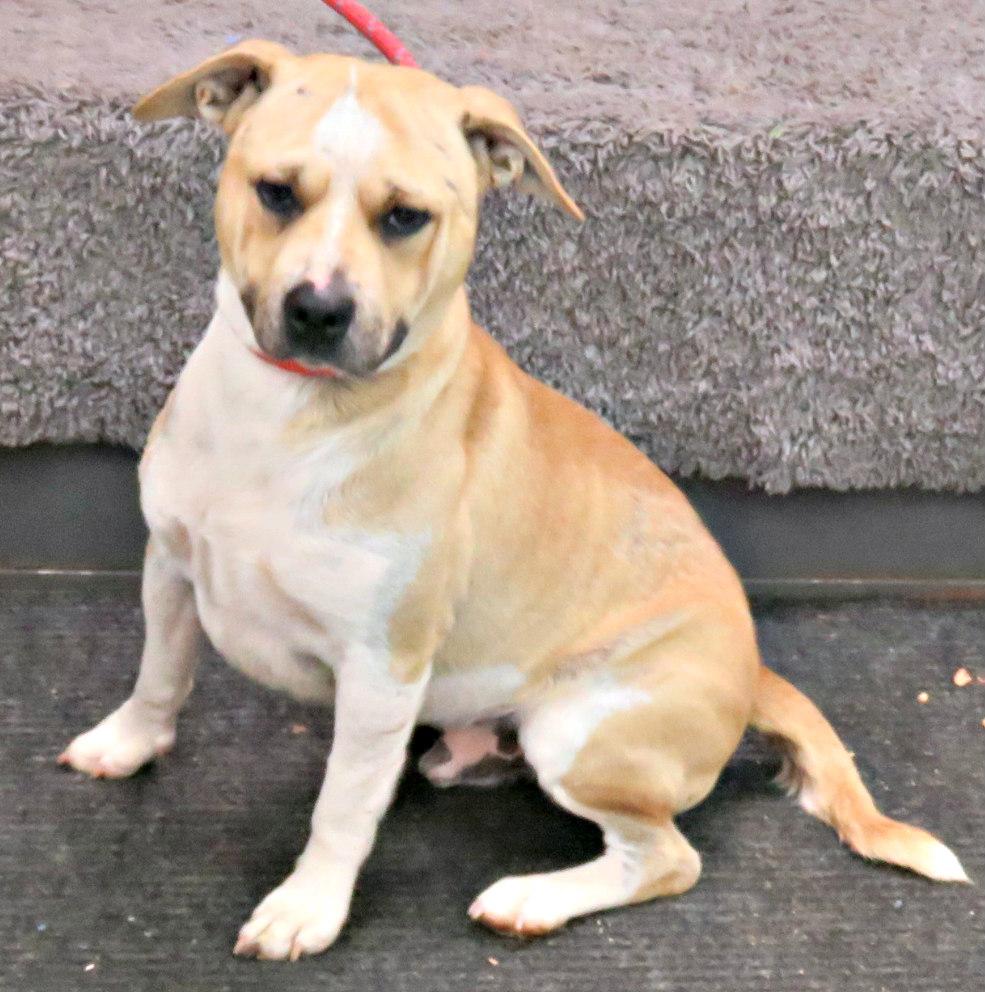 Enlarge Rees, a Adoptable Pit Bull Terrier in Lexington, VA image 3/4