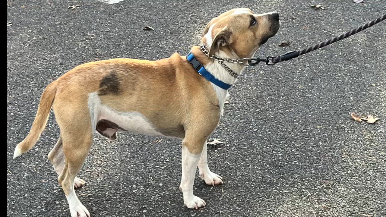 Enlarge Rees, a Adoptable Pit Bull Terrier in Lexington, VA video 1/4