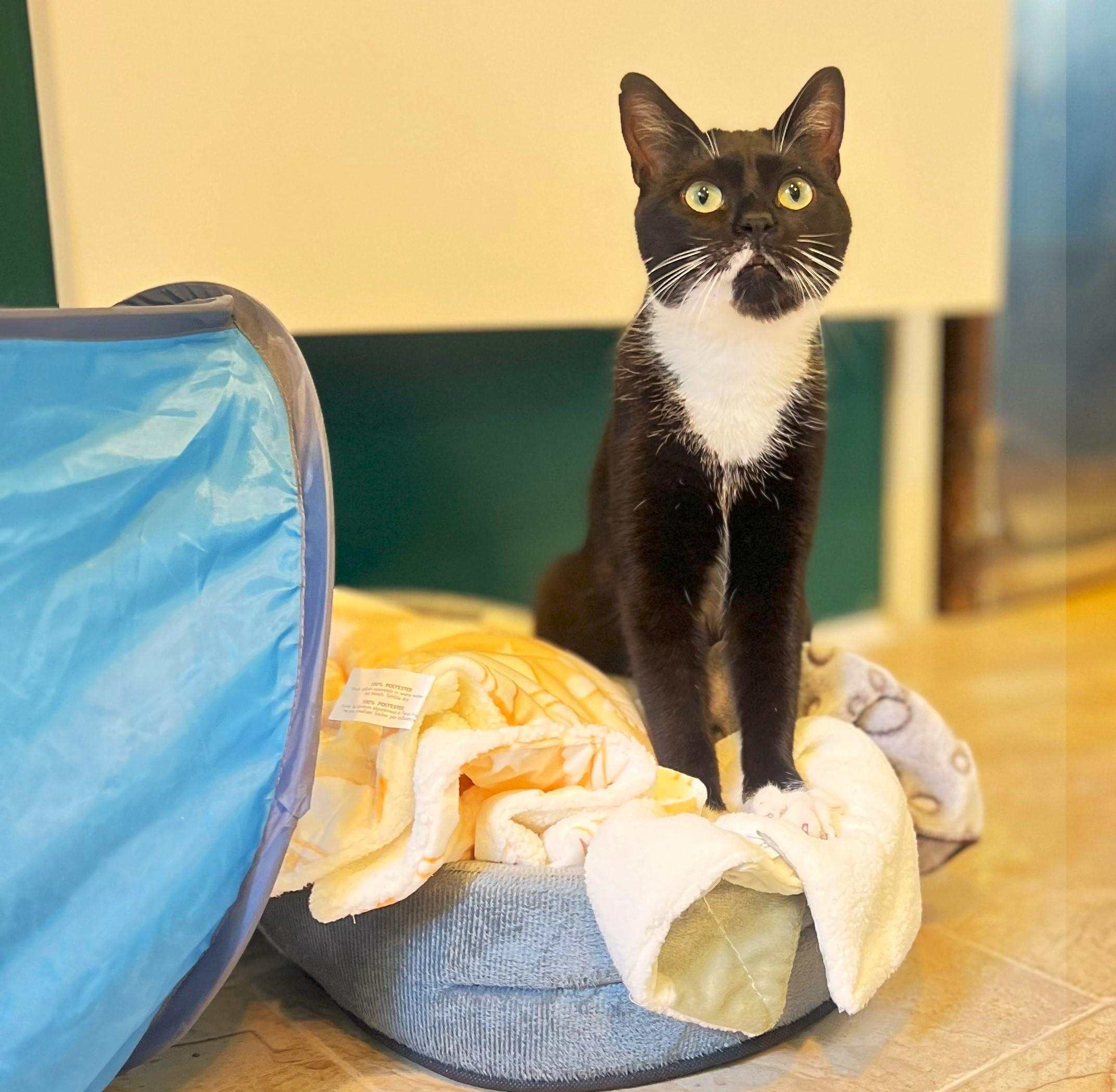 Bridgette, a Adoptable mixed breed in Chertsey, QC image 4/4