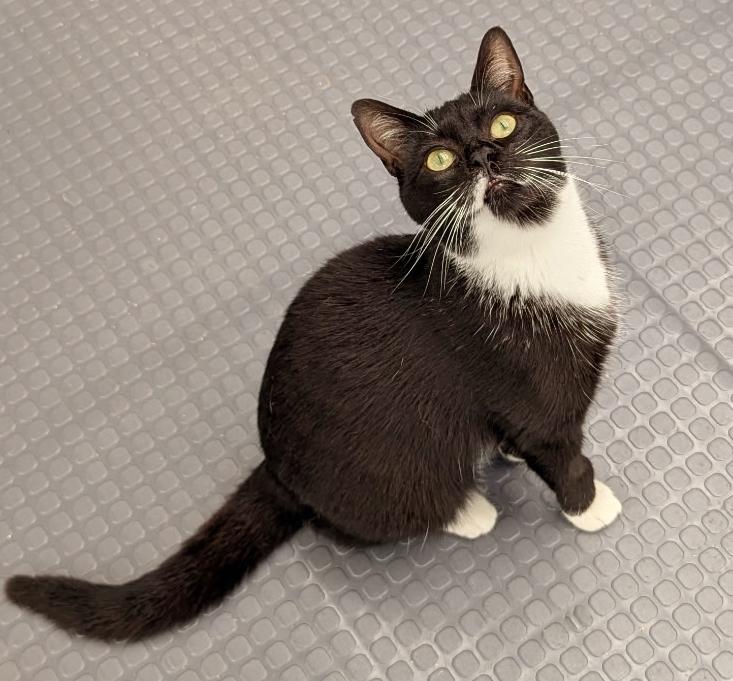 Bridgette, a Adoptable mixed breed in Chertsey, QC image 2/4