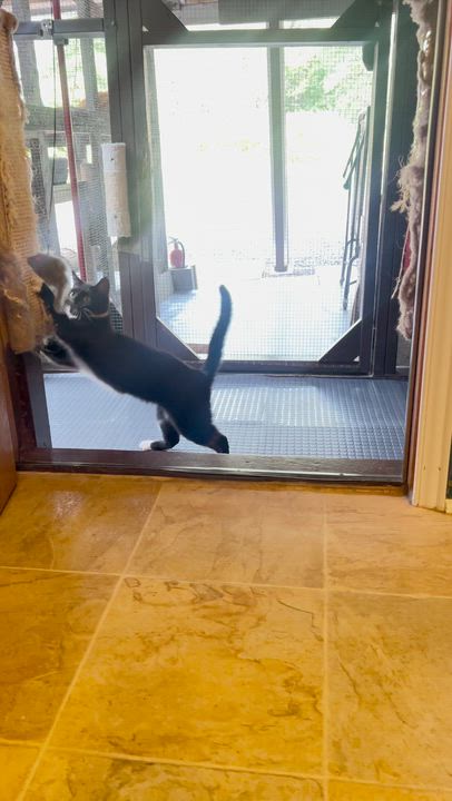 Enlarge Bridgette, a Adoptable mixed breed in Chertsey, QC video 3/4