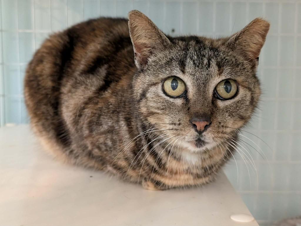 Enlarge Turtle, a Adoptable mixed breed in Kingsland, GA image 1/1