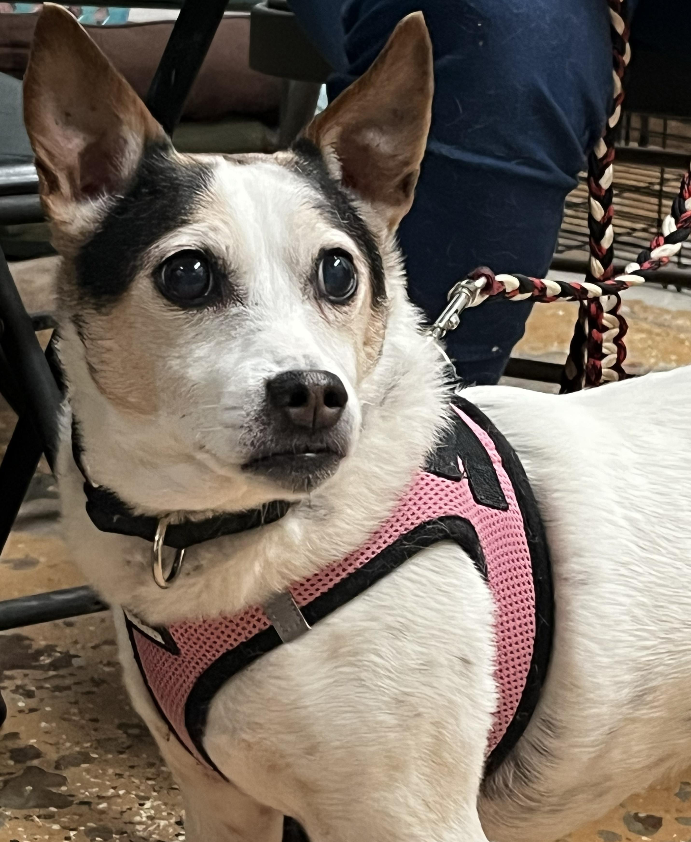 Sally, Adoptable, Adult Female Feist.