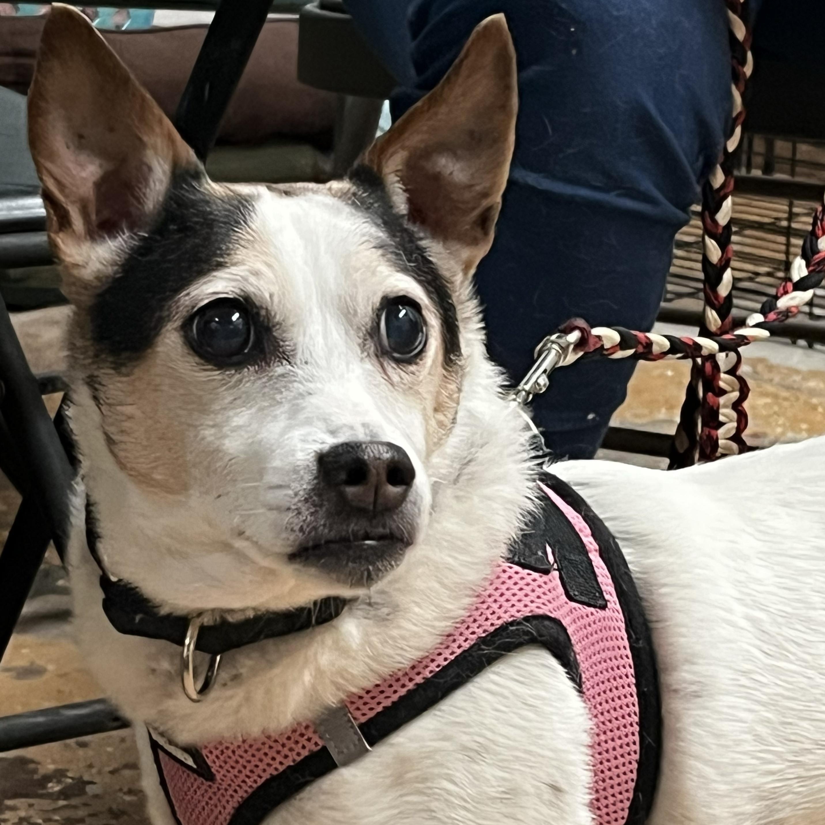 Enlarge Sally, a Adoptable mixed breed in Albany, NY image 1/5