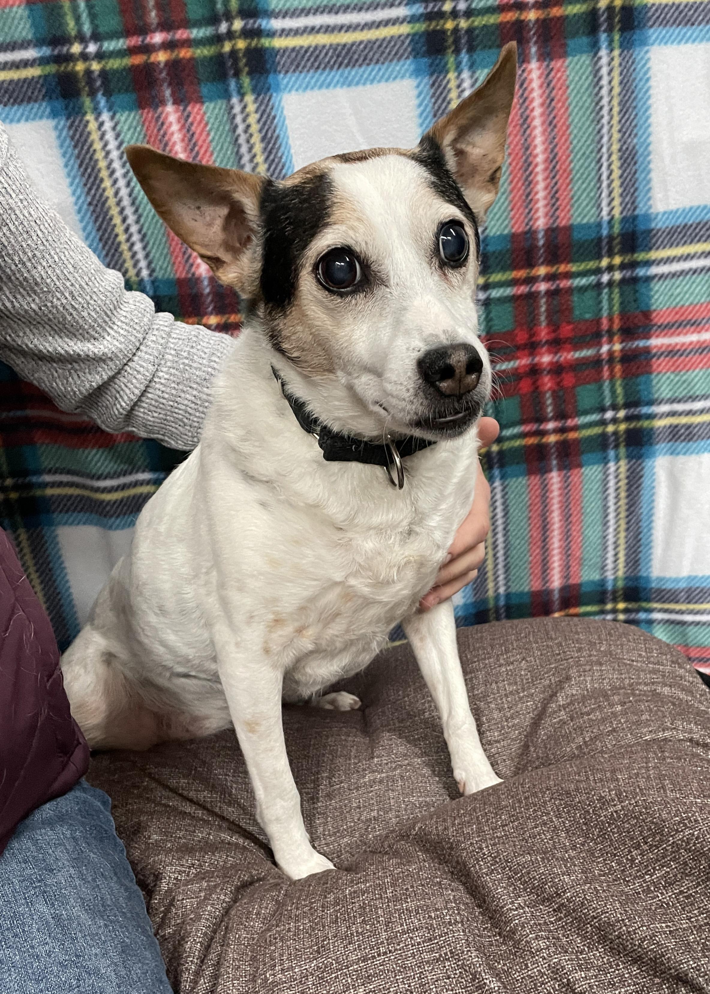 Sally, a Adoptable Feist in Albany, NY image 5/5