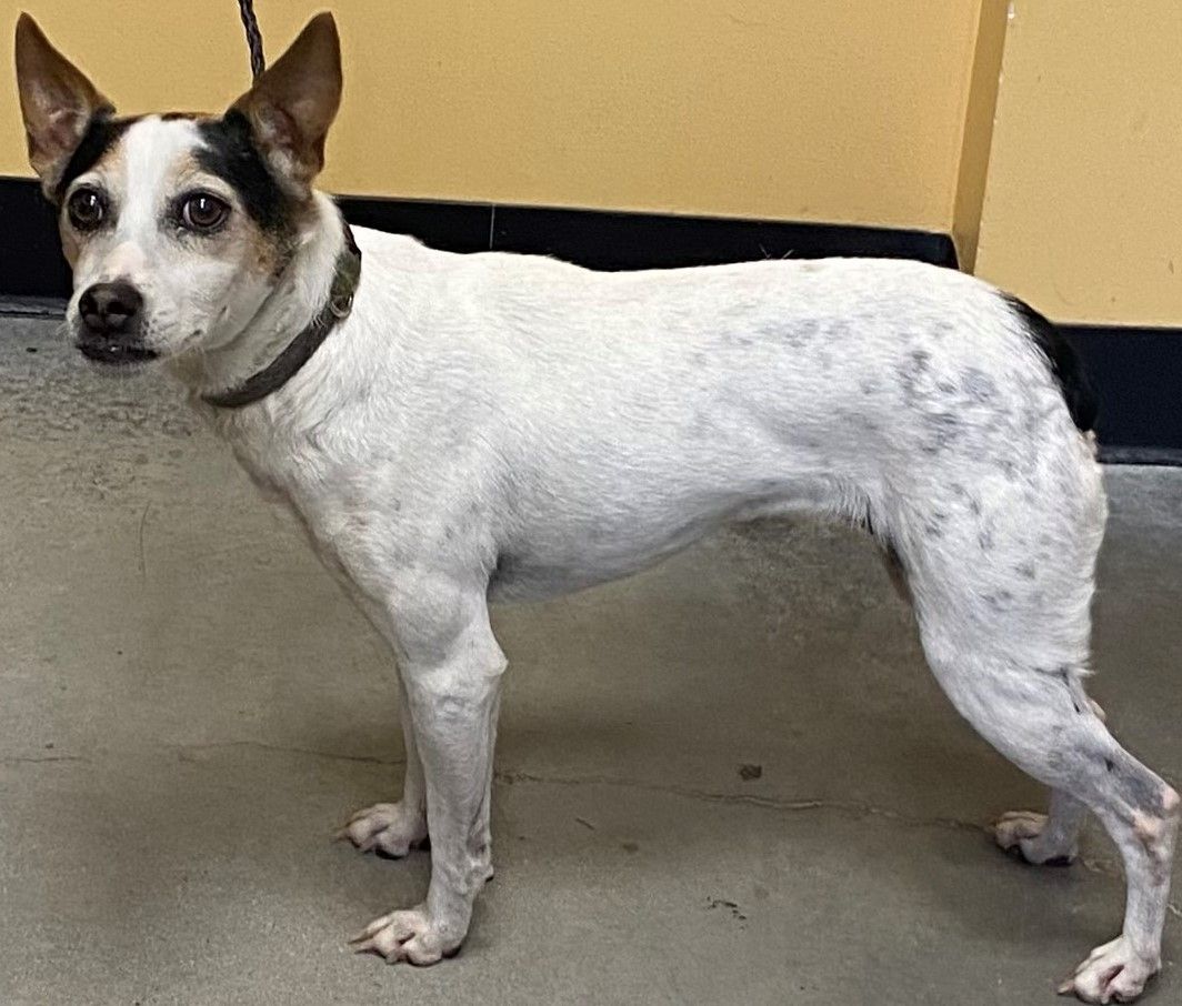 Sally, a Adoptable Feist in Albany, NY image 3/5