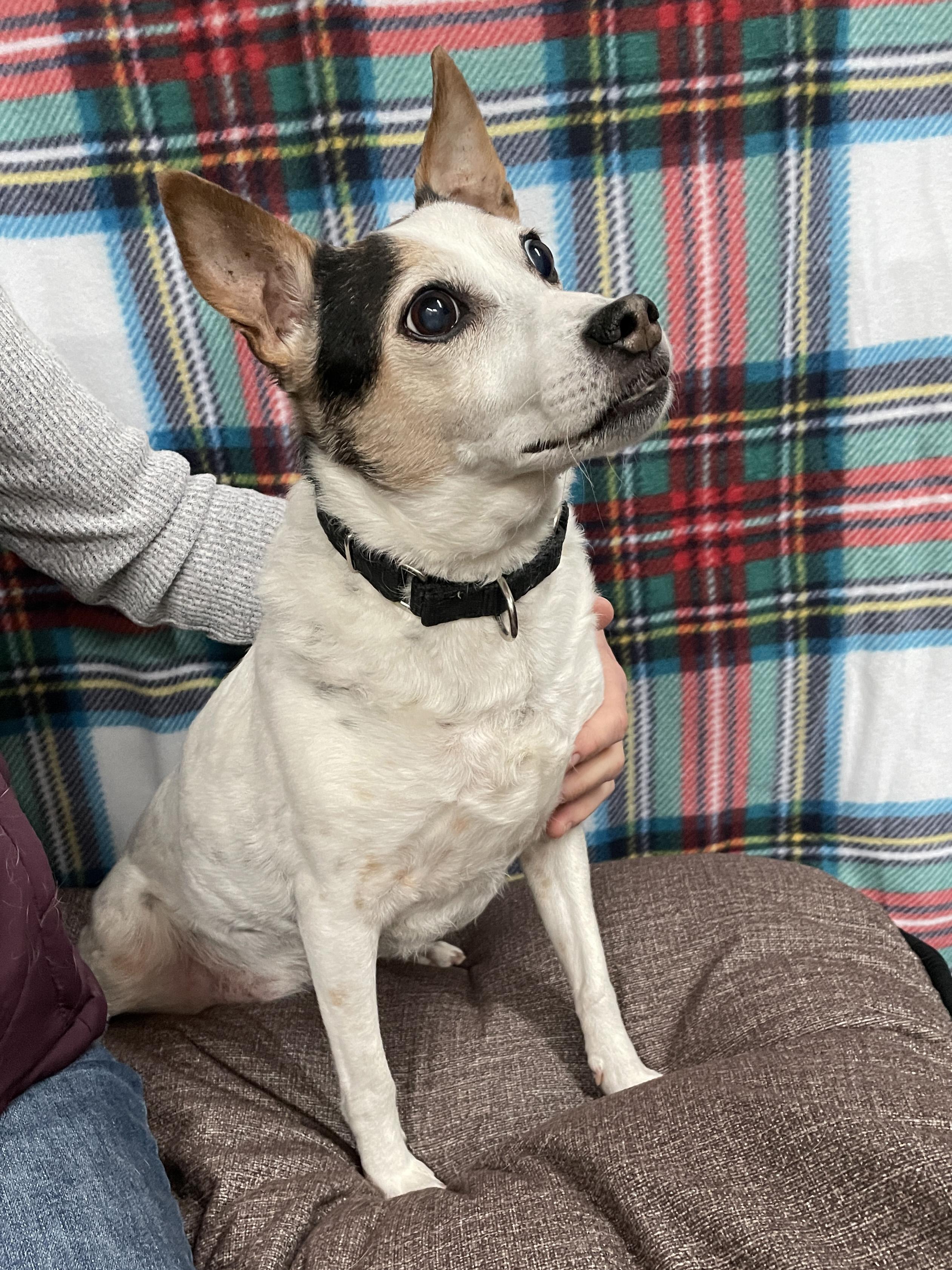 Sally, Adoptable, Adult Female Feist.