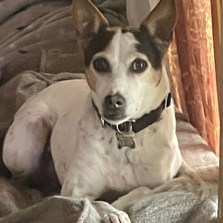 Sally, a Adoptable Feist in Albany, NY image 2/5