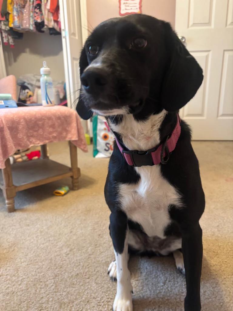 Enlarge Luna, a ADOPTABLE mixed breed in vALE, NC image 1/1