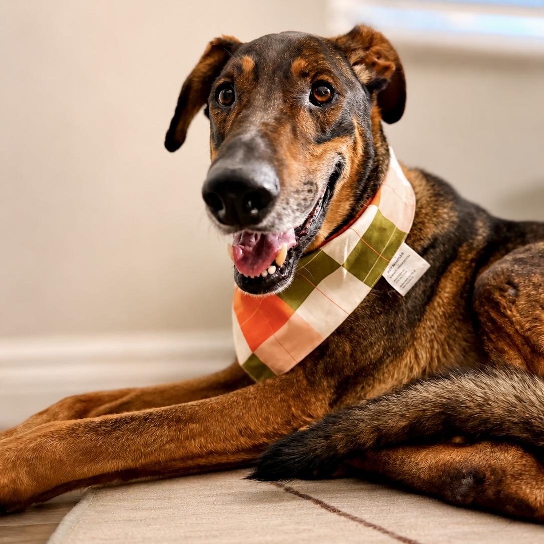 Enlarge Freddy, a Adoptable mixed breed in Westlake Village, CA image 2/6