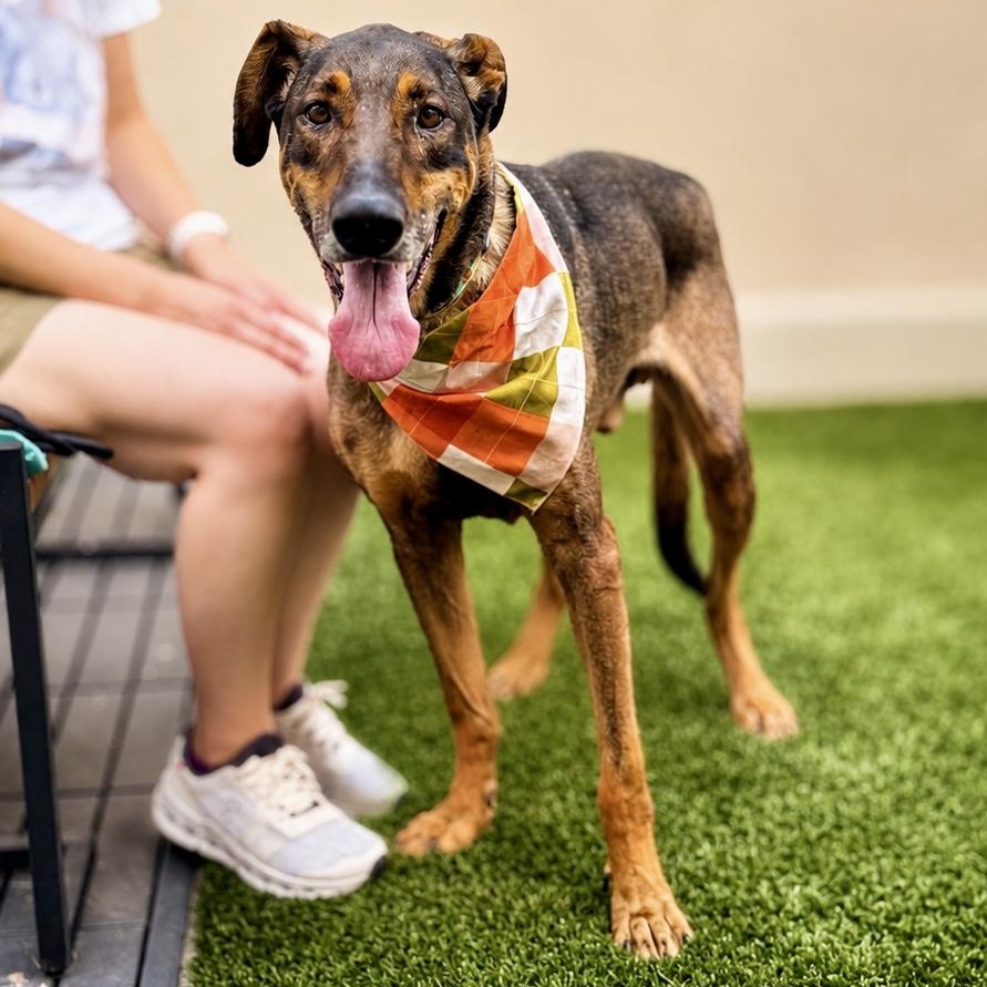 Enlarge Freddy, a Adoptable mixed breed in Westlake Village, CA image 5/6