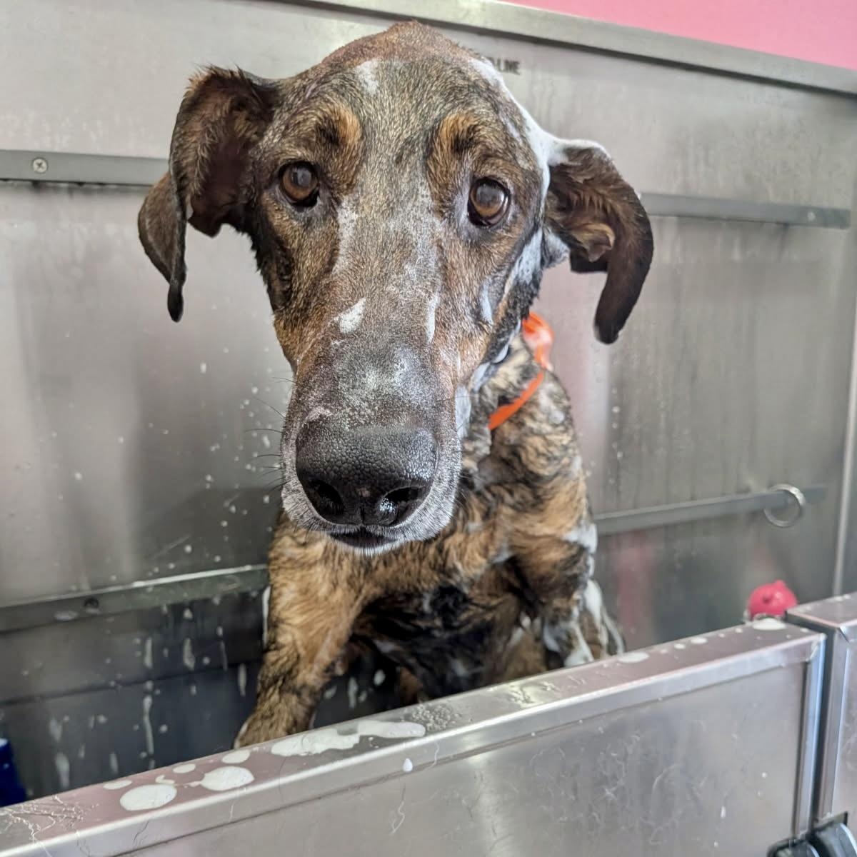 Enlarge Freddy, a Adoptable mixed breed in Westlake Village, CA image 4/6