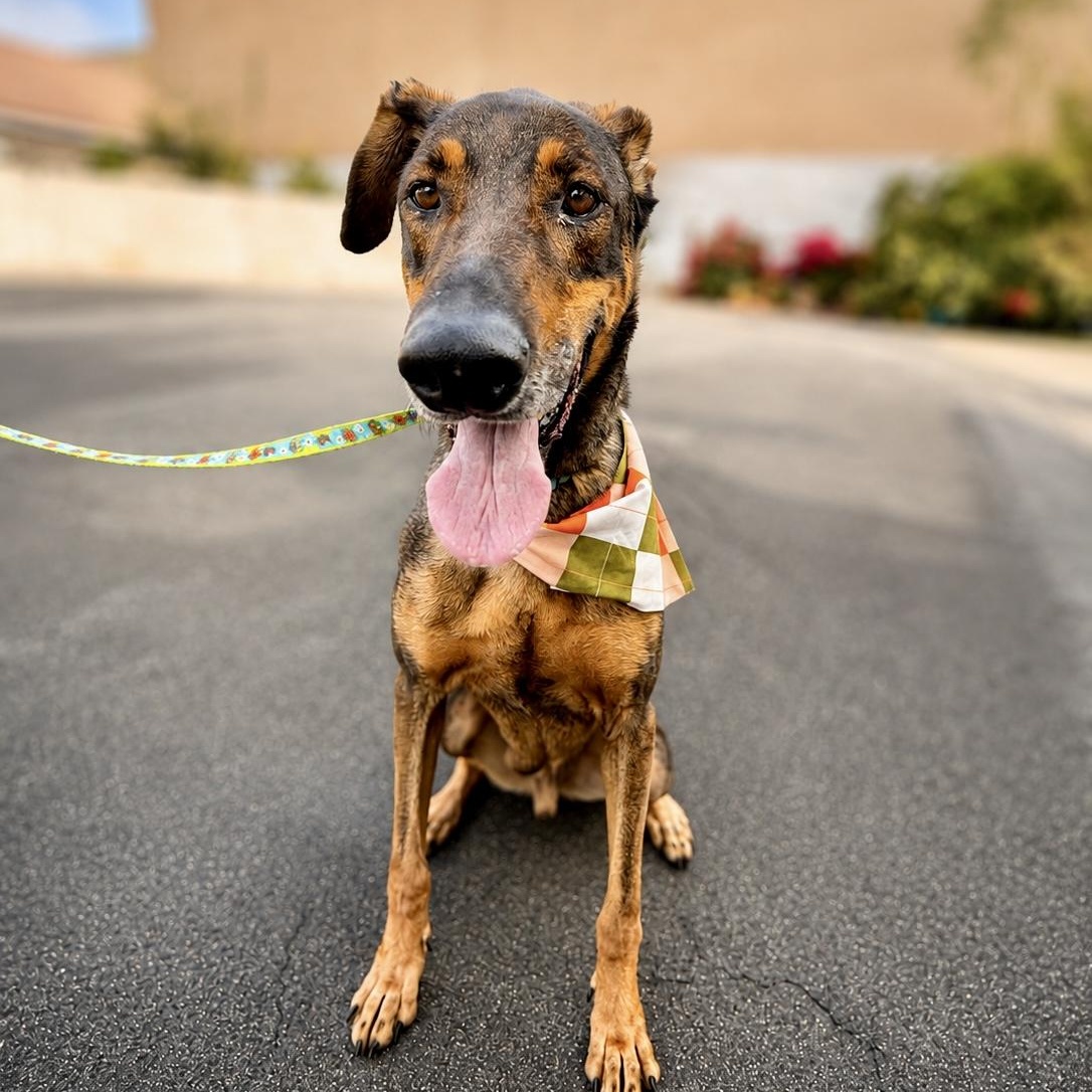 Enlarge Freddy, a Adoptable mixed breed in Westlake Village, CA image 3/6