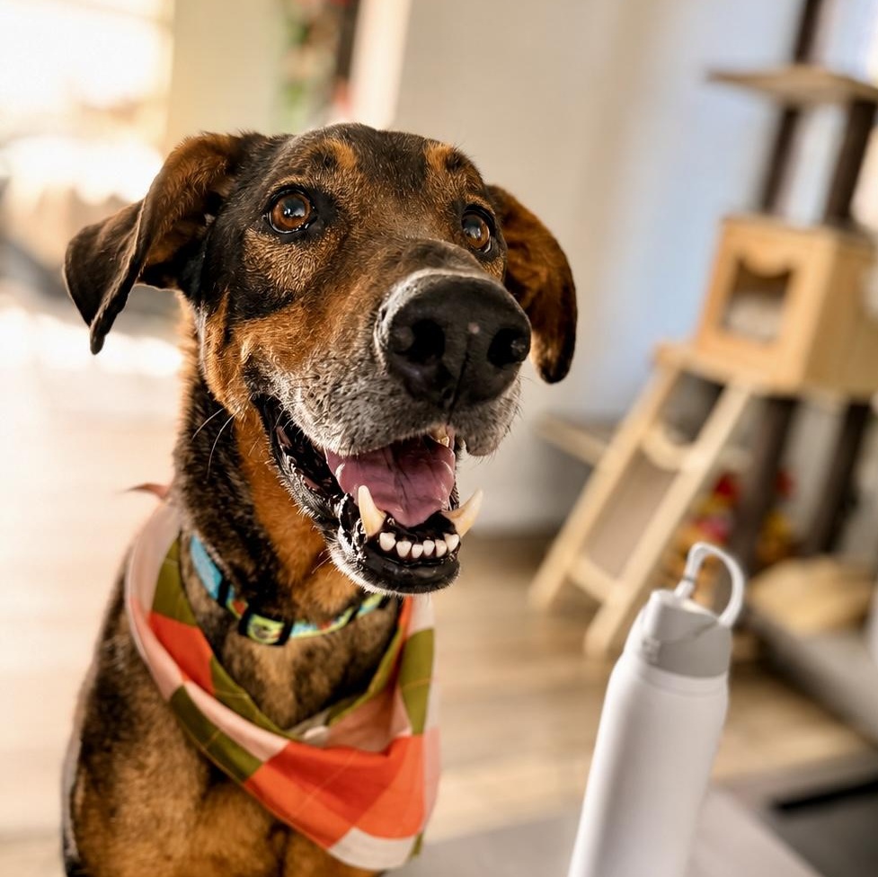 Enlarge Freddy, a Adoptable mixed breed in Westlake Village, CA image 1/6