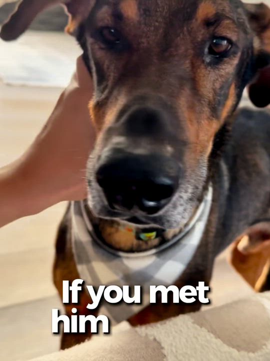 Enlarge Freddy, a Adoptable mixed breed in Westlake Village, CA video 6/6