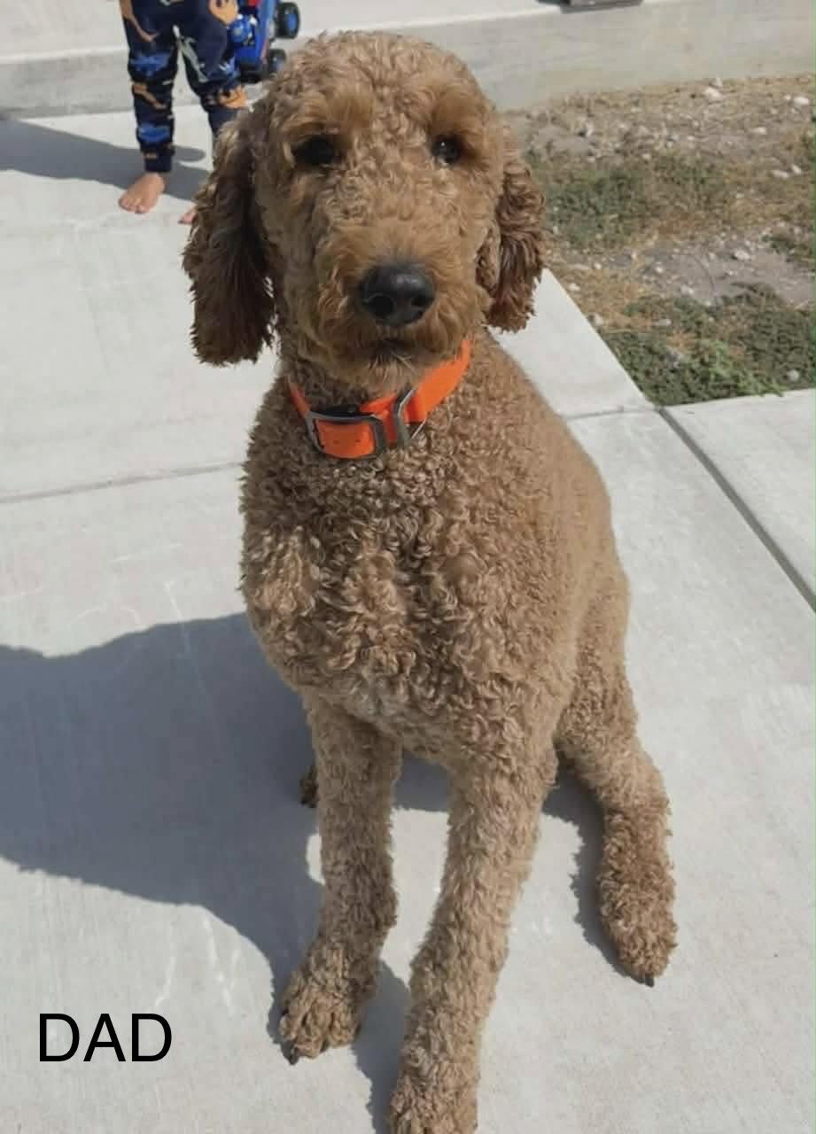 Enlarge Olie JB in RI Beaudoin (Gadoury), a Adopted mixed breed in Warwick, RI image 1/3