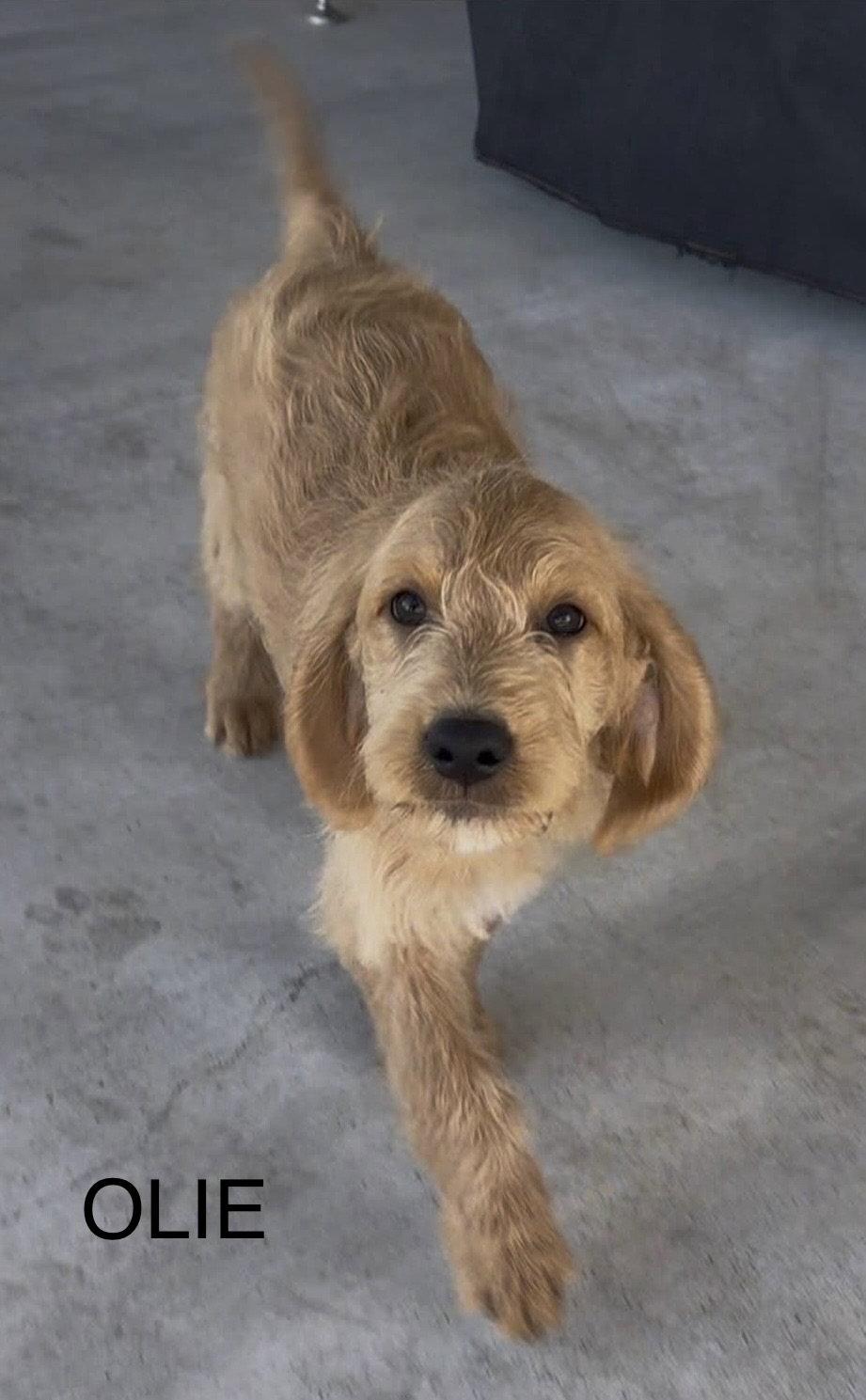 Enlarge Olie JB in RI Beaudoin (Gadoury), a Adopted mixed breed in Warwick, RI image 2/3