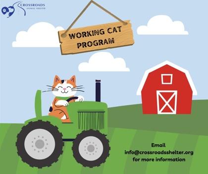 Enlarge Scooby, a ADOPTABLE Domestic Long Hair in Buffalo, MN image 1/1