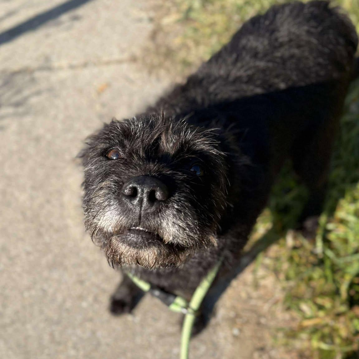 Jillian, Adoptable, Adult Female Mixed Breed.