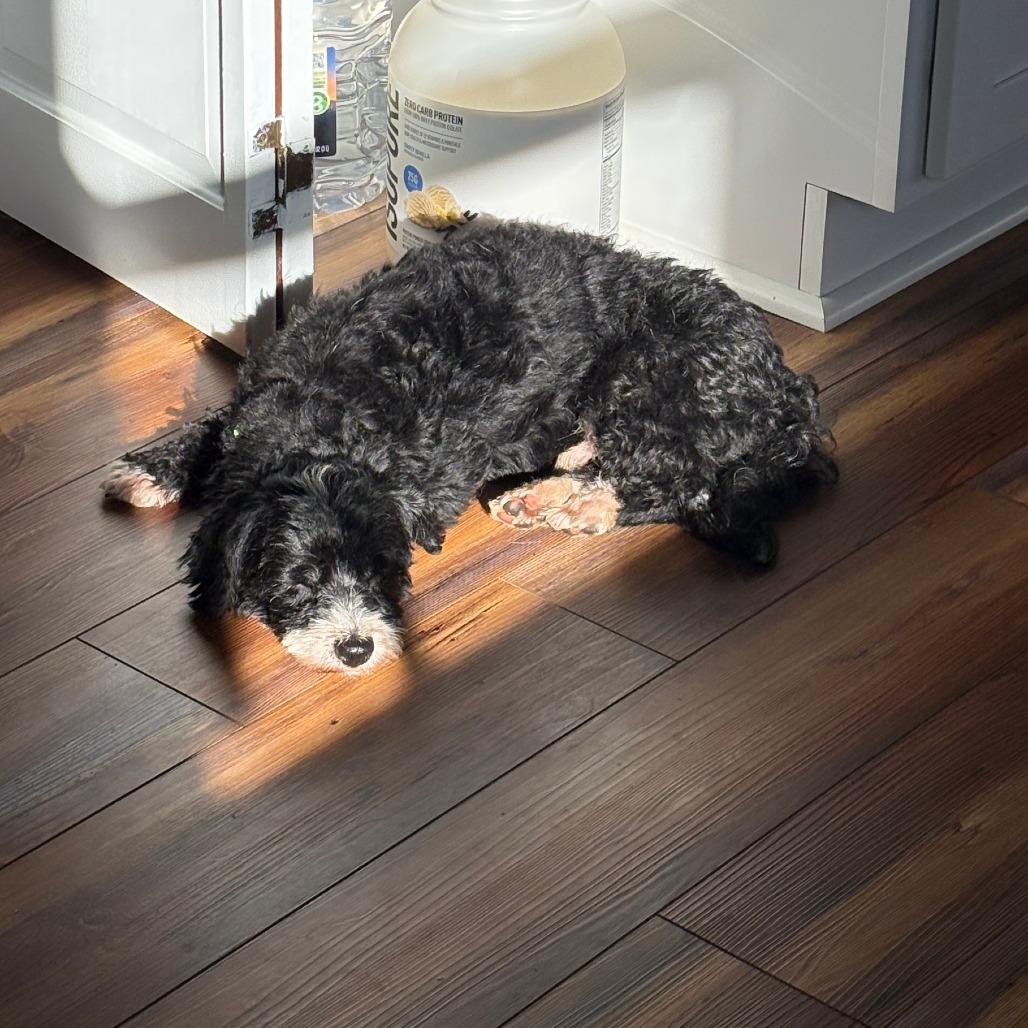 Rollie, Adoptable, Adult Male Poodle & Mixed Breed.