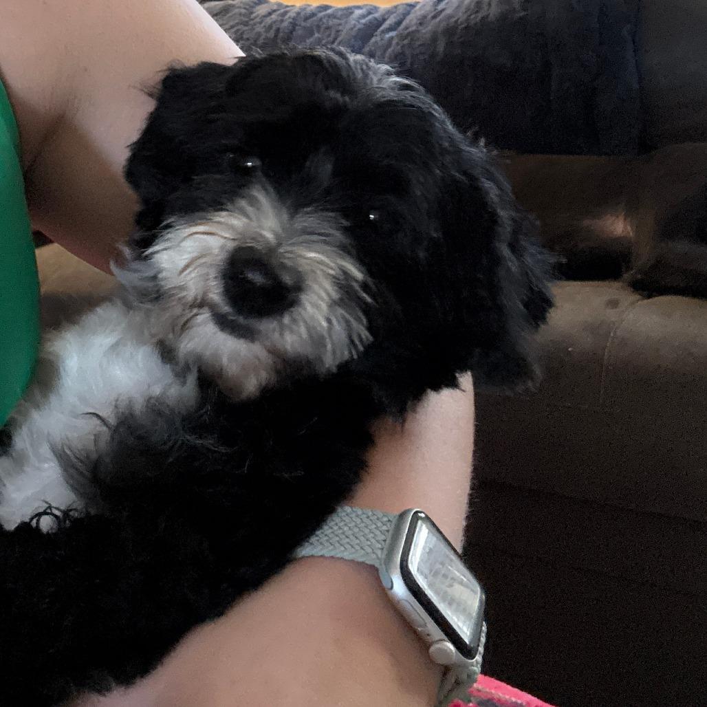 Rollie, a Adoptable mixed breed in Raleigh, NC image 2/6