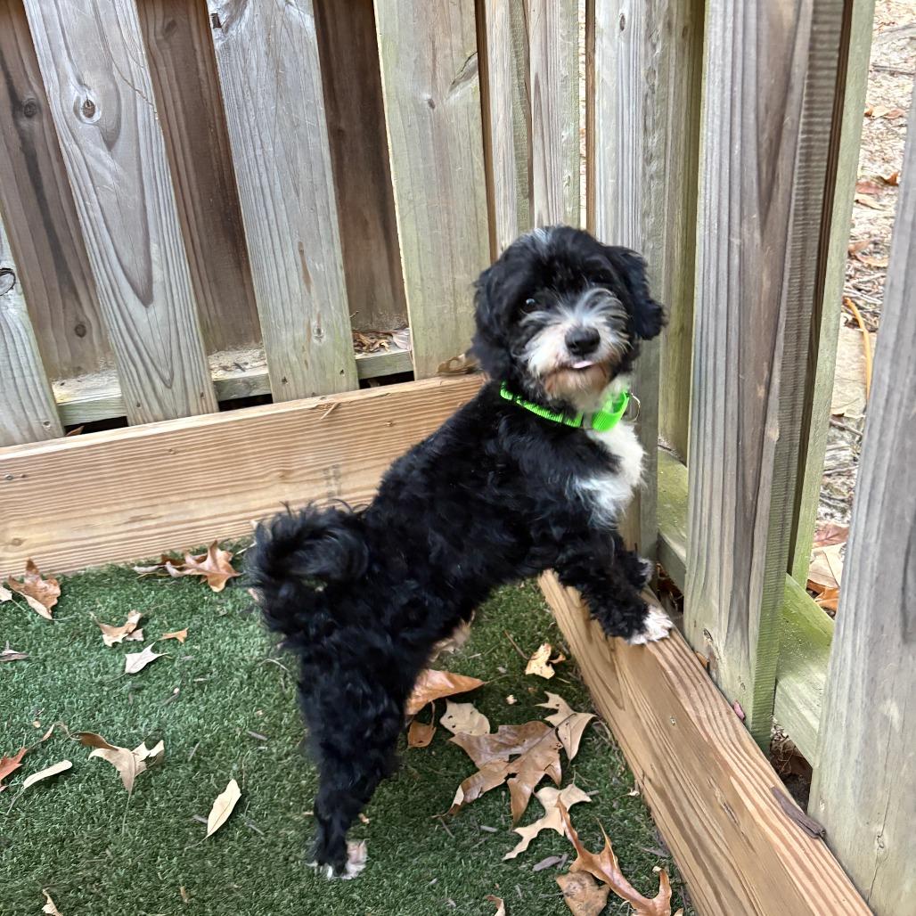 Rollie, a Adoptable mixed breed in Raleigh, NC image 3/6