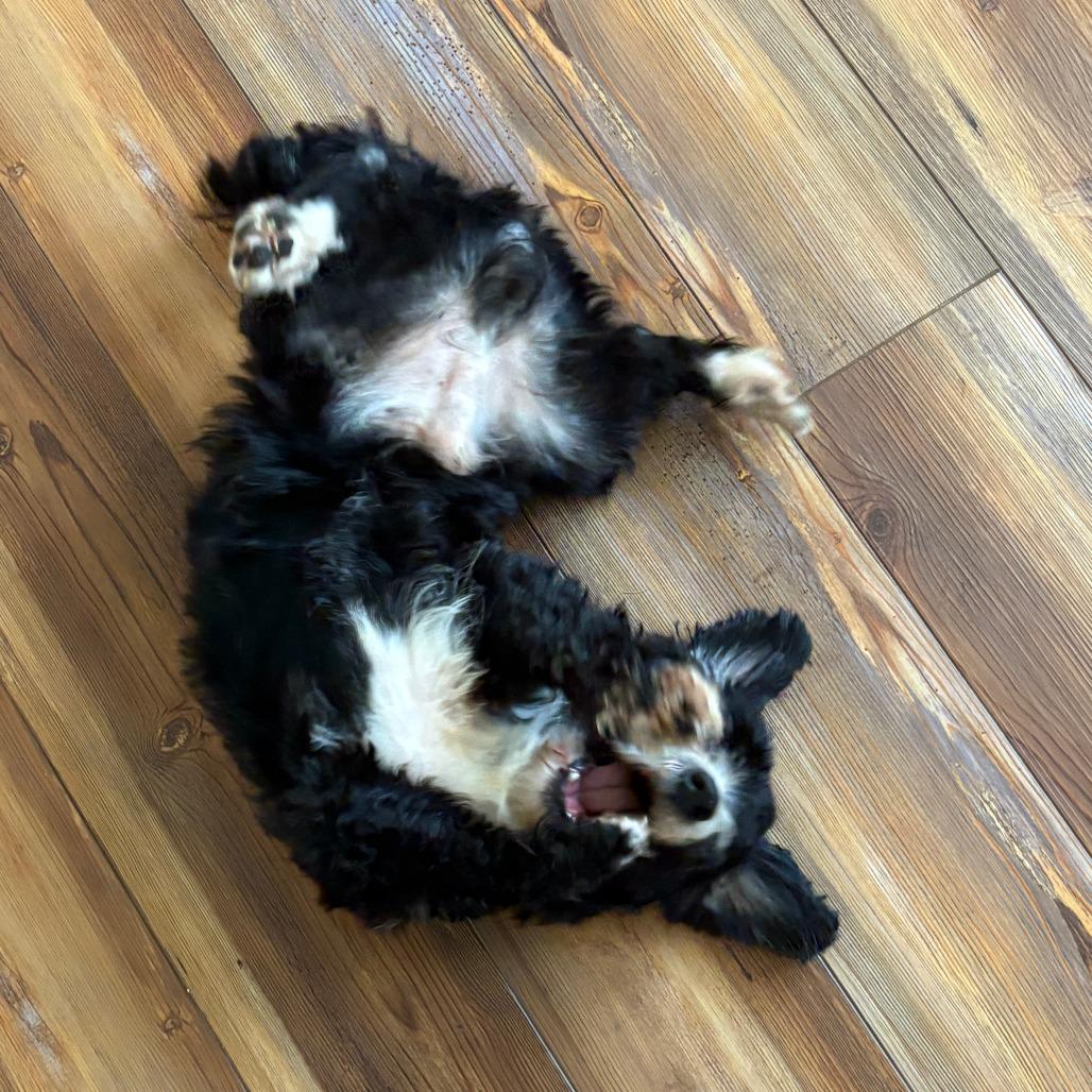 Rollie, a Adoptable mixed breed in Raleigh, NC image 4/6