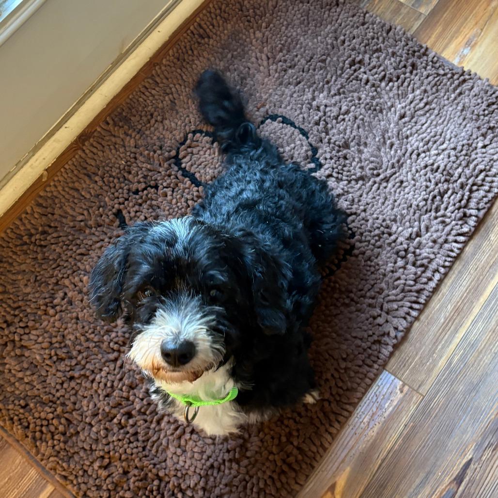 Rollie, a Adoptable mixed breed in Raleigh, NC image 6/6