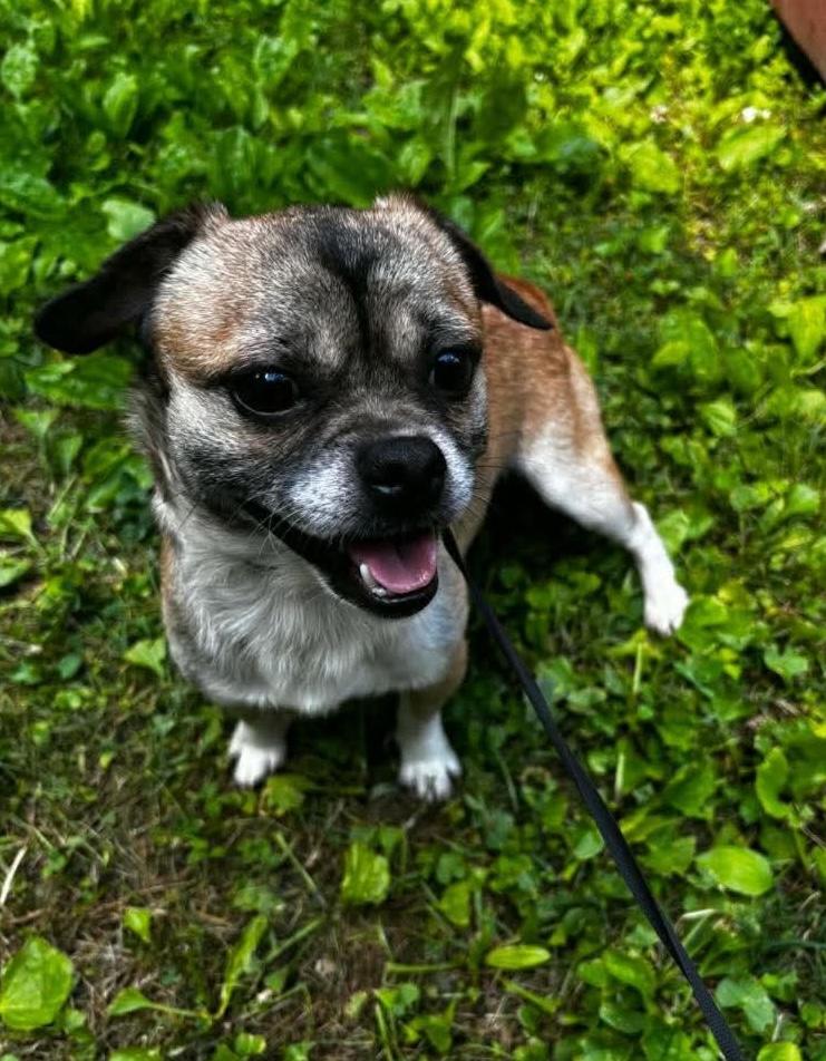Enlarge Falcon, a Adoptable Chihuahua in Knoxville, TN image 1/1