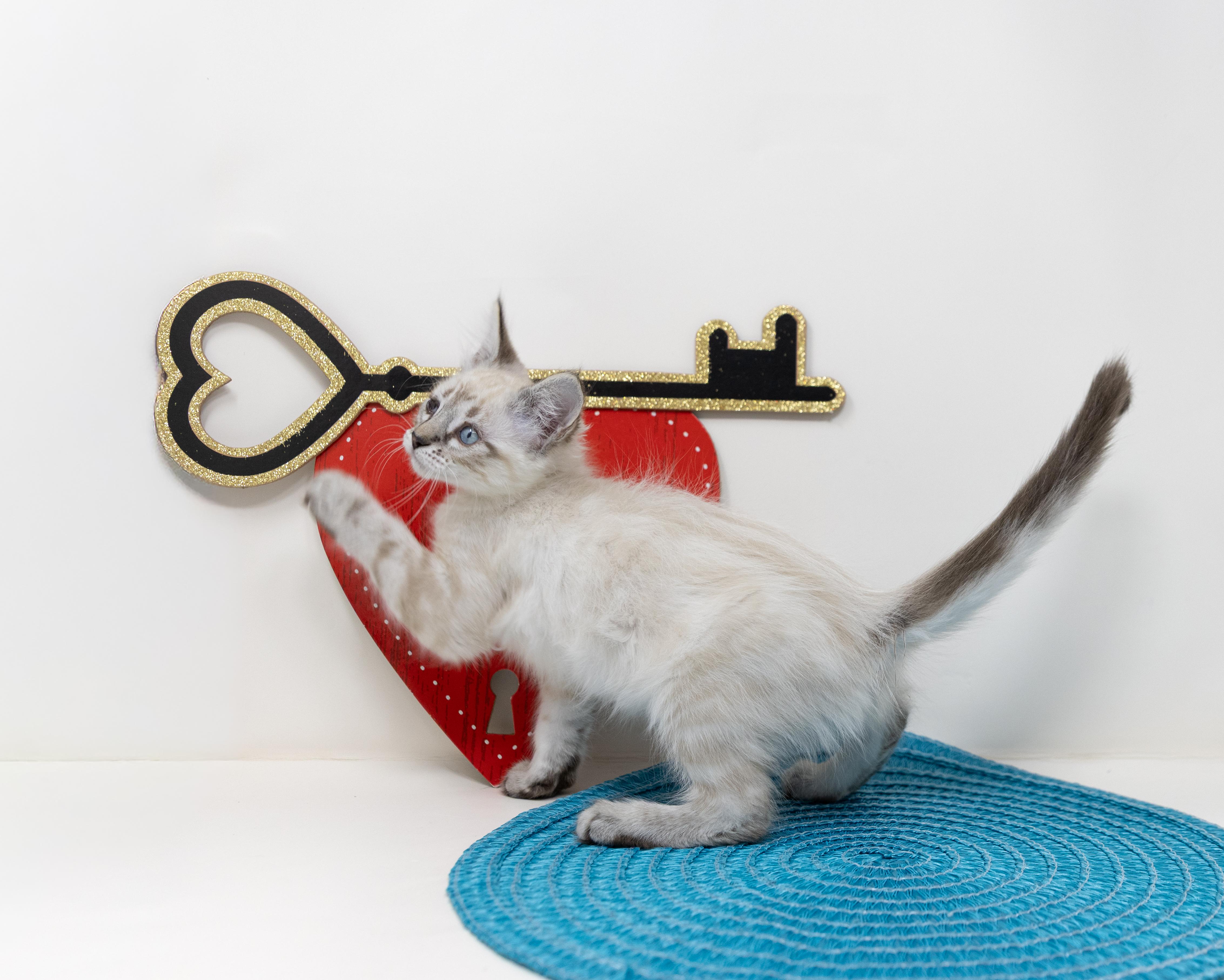 Enlarge Mrs. White, an adopted mixed breed in Trophy Club, TX image 3/6