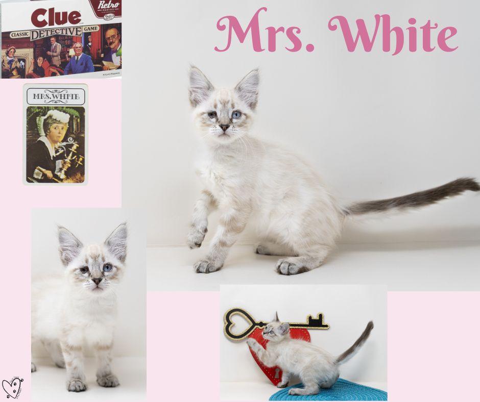 Enlarge Mrs. White, an adopted mixed breed in Trophy Club, TX image 6/6