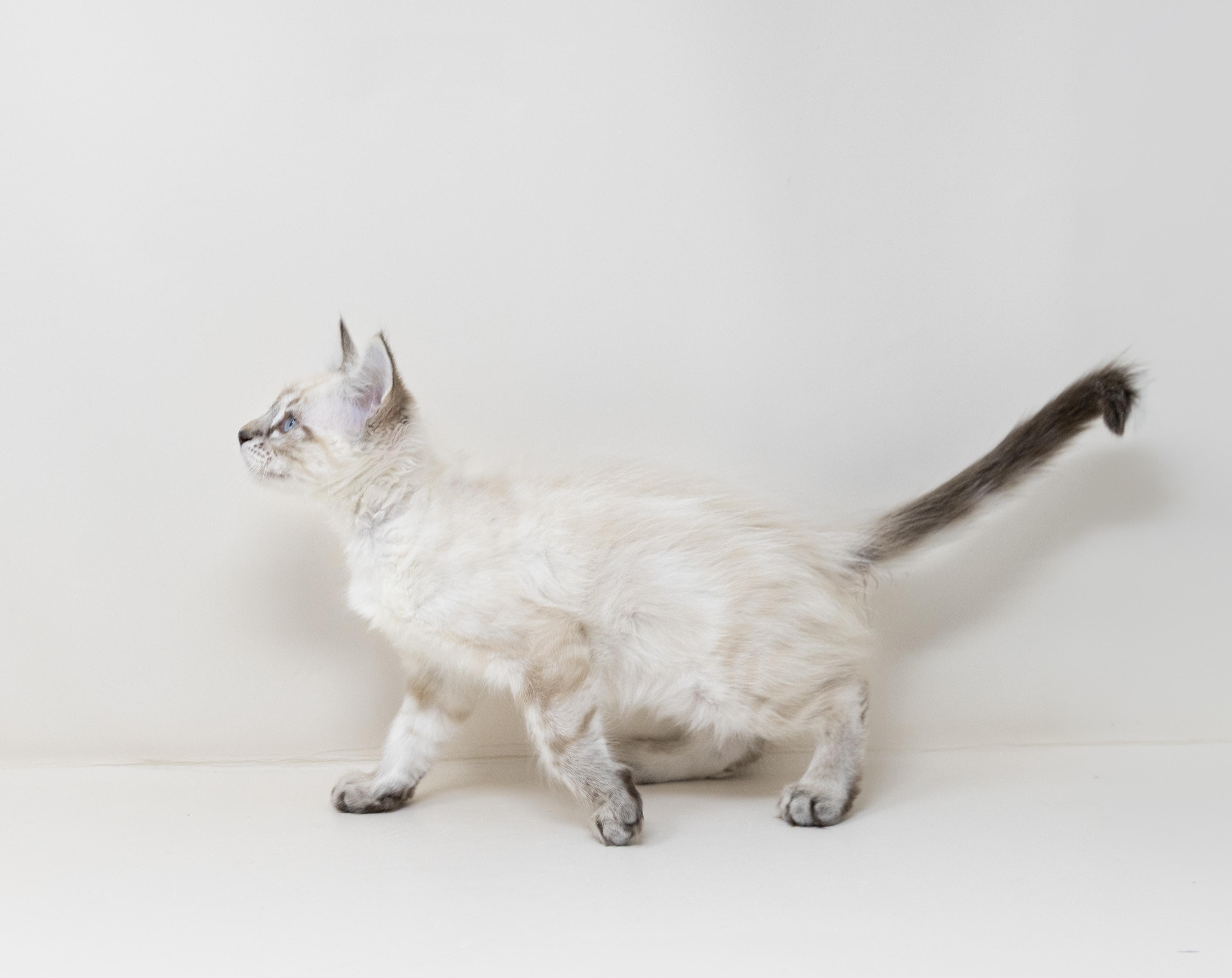 Enlarge Mrs. White, an adopted mixed breed in Trophy Club, TX image 5/6