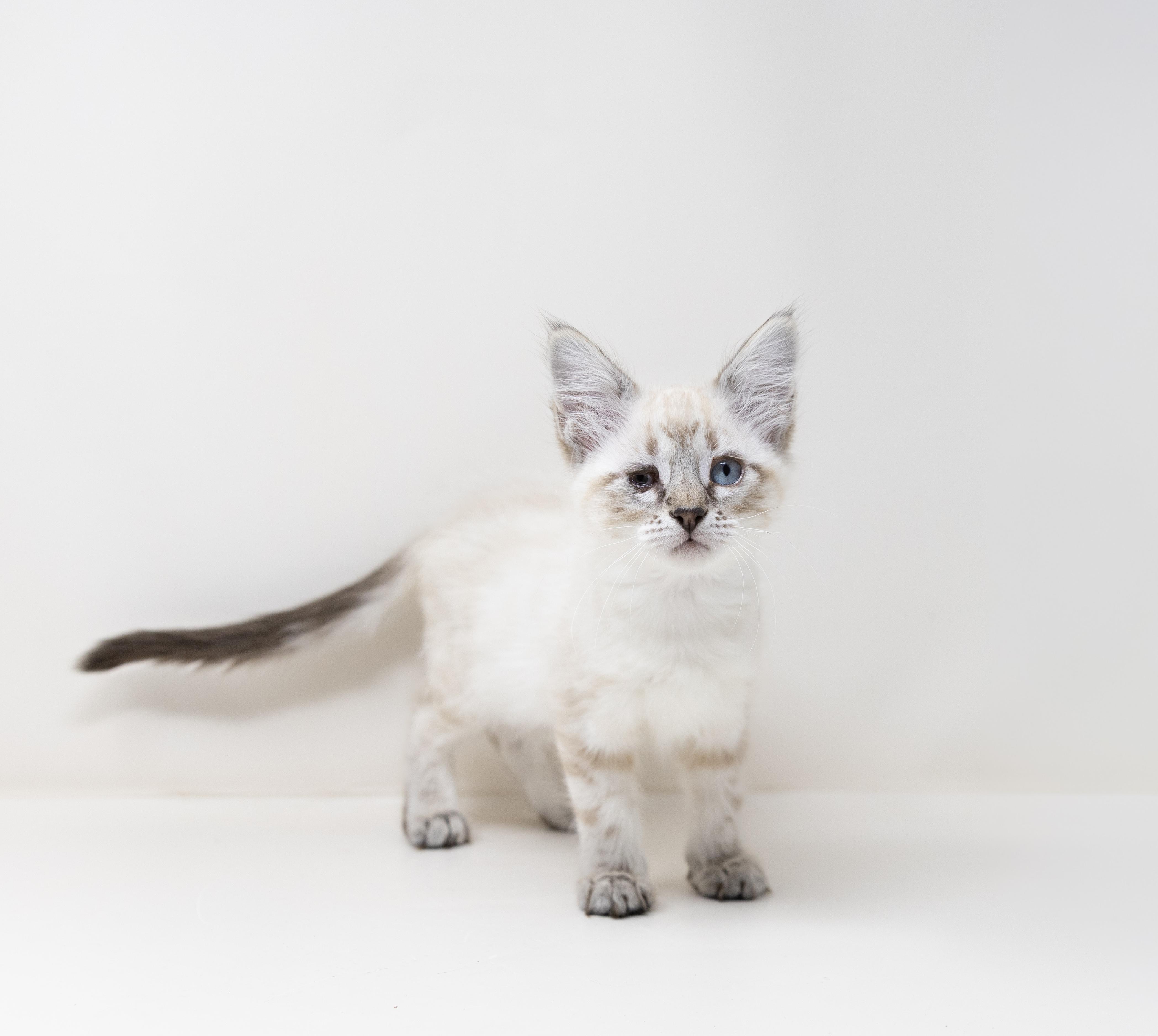 Mrs. White, adopted, Kitten Female Siamese.
