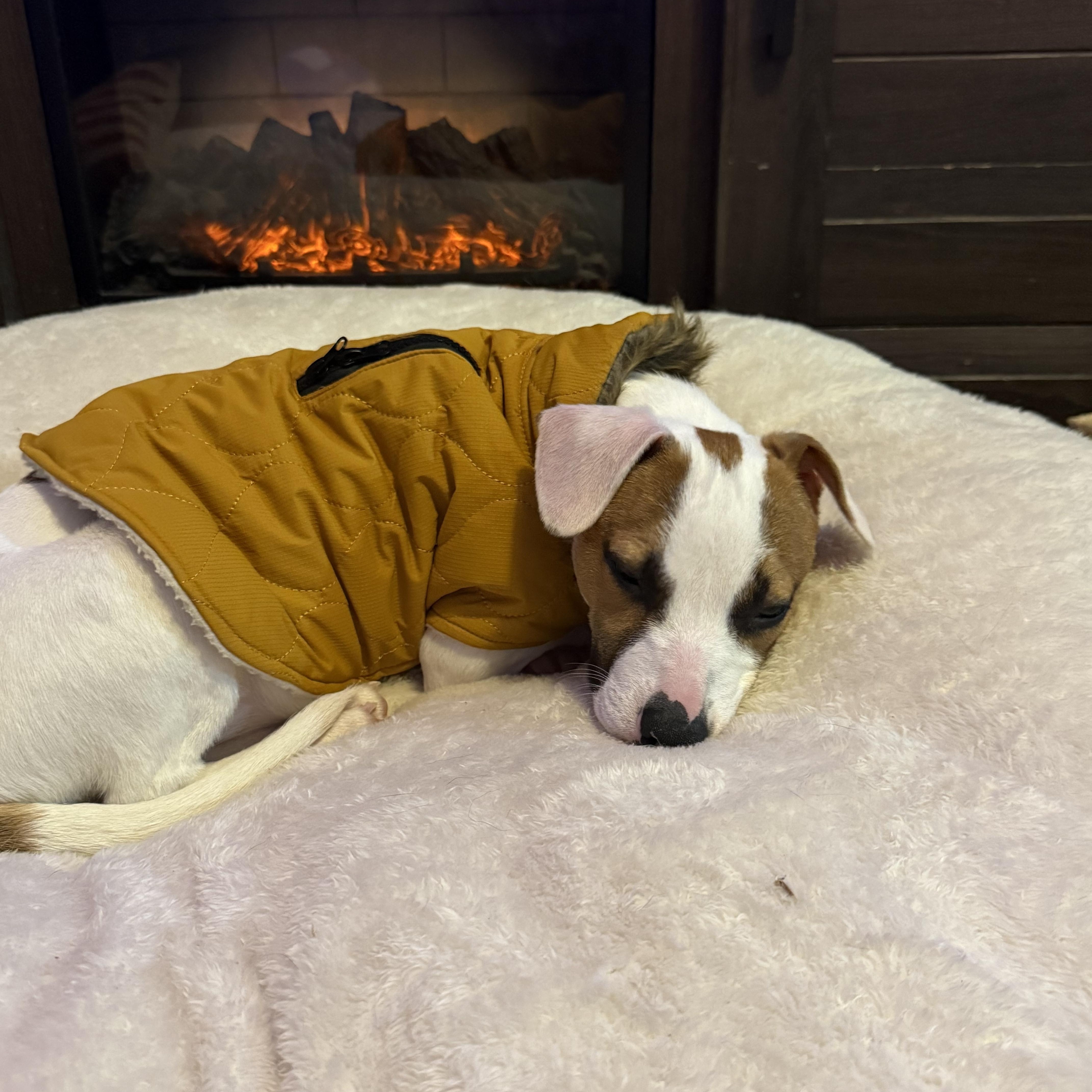 Enlarge Lea, a Adoptable mixed breed in Winter, WI image 1/1