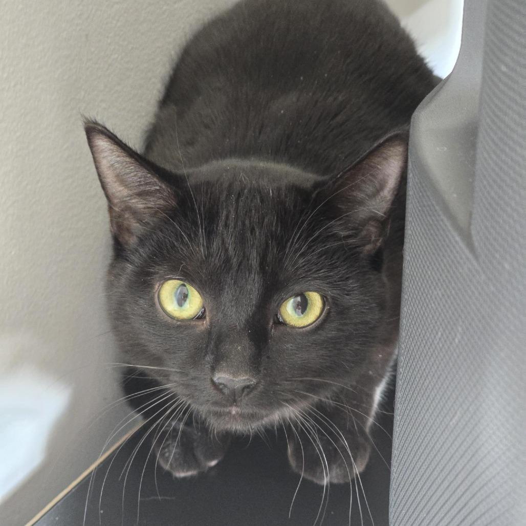 Bonbon, Adoptable, Young Female Domestic Short Hair.