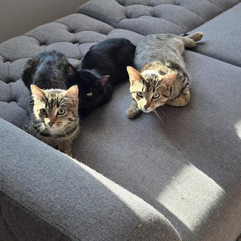 Enlarge Bonbon, a Adoptable Domestic Short Hair in Danbury, CT image 2/3