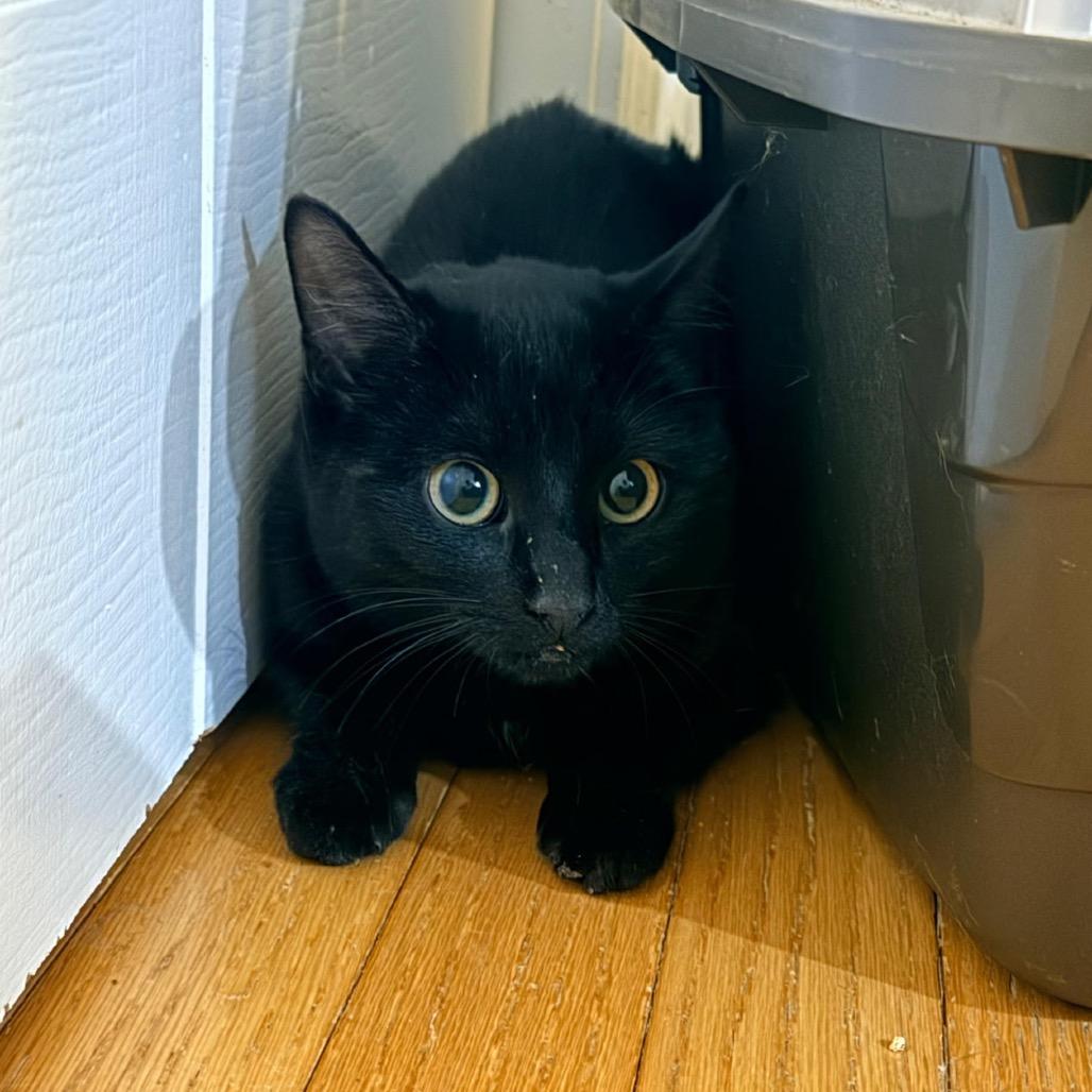 Enlarge Bonbon, a Adoptable Domestic Short Hair in Danbury, CT image 3/3