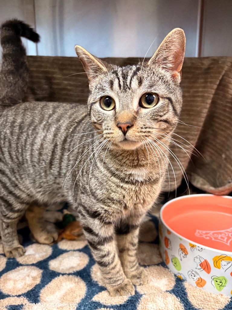 Torpedo, Adoptable, Young Male Domestic Short Hair.