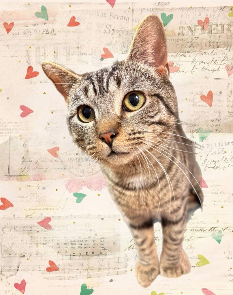 Torpedo, a Adoptable mixed breed in Detroit, MI image 3/3