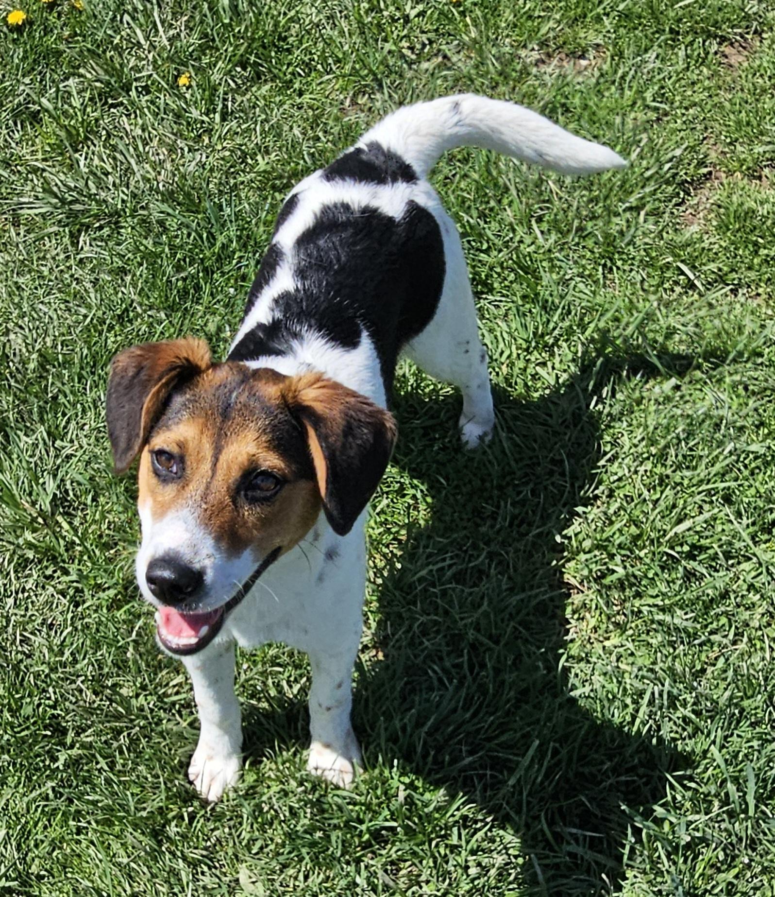 Rubble, adopted, Young Male Beagle.